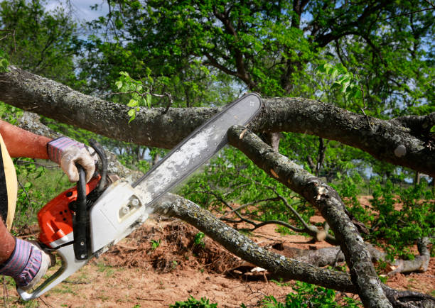 Best Emergency Tree Removal  in Riverdale, UT